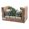 Kunstplant    cactus     assortie 11 cm H